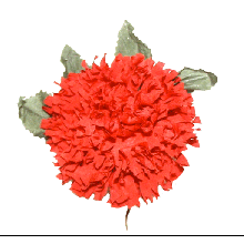 Flamenco flower red carnation 