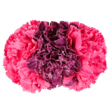 FLOR TIARA PEQUEÑA FLORES FLAMENCA 54796